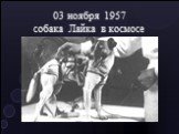 03 ноября 1957 собака Лайка в космосе