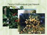 Газоустойчивые растения. Шелковица Бузина красная. Боярышник обыкновенный. Карагана ( жёлтая акация)