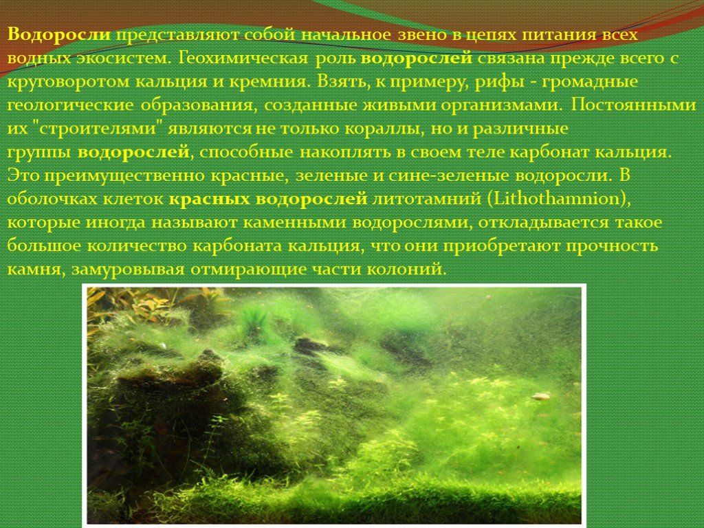Значение донных водорослей в природе назовите. Что представляют собой водоросли. Роль водорослей в природе. Роль водорослей в водных экосистемах. Водоросли слайд.