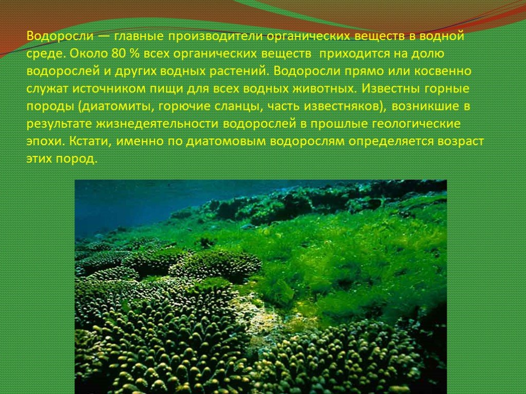 Известно что у прибрежных водорослей. Водоросли. Растения водной среды. Водная среда водоросли. Биология доклад про водоросли.