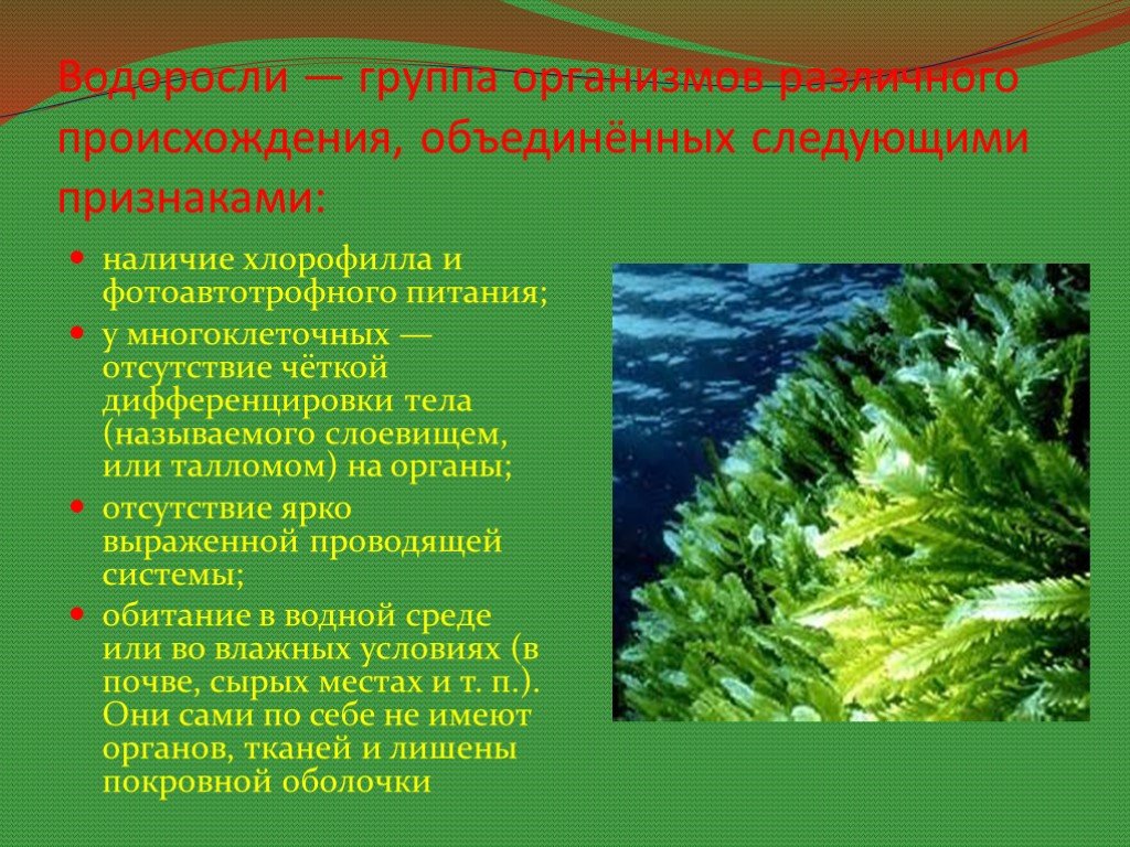Сообщение про водоросли. Семейство водорослей. Что представляют собой водоросли. Появление водорослей. Доклад про водоросли.