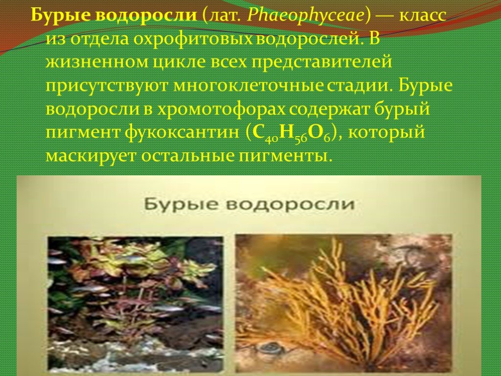 Представители группы водоросли. Представители бурых водорослей водорослей. Фотосинтетические пигменты бурых водорослей. Многоклеточные бурые водоросли. Жизненный цикл охрофитовых водорослей.
