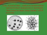 Класс вольвоксовые - наиболее примитивные одноклеточные водоросли со жгутиками. Некоторые их виды представляют собой колонию.