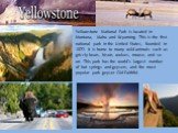 Yellowstone National Park is located in Montana, Idaho and Wyoming. This is the first national park in the United States, founded in 1872. It is home to many wild animals such as grizzly bears, bison, wolves, moose, and so on. This park has the world's largest number of hot springs and geysers, and 