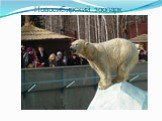 Новосибирский зоопарк. Числа и величины Слайд: 18