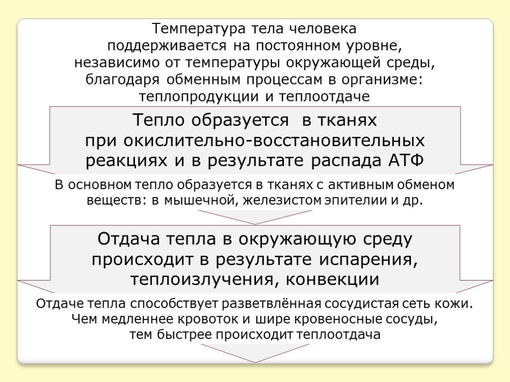 Постоянная температура и холодно. Постоянная температура тела человека. Чем поддерживается температура тела. Постоянная температура тела регулируется с помощью. Температура тела человека поддерживается на уровне.