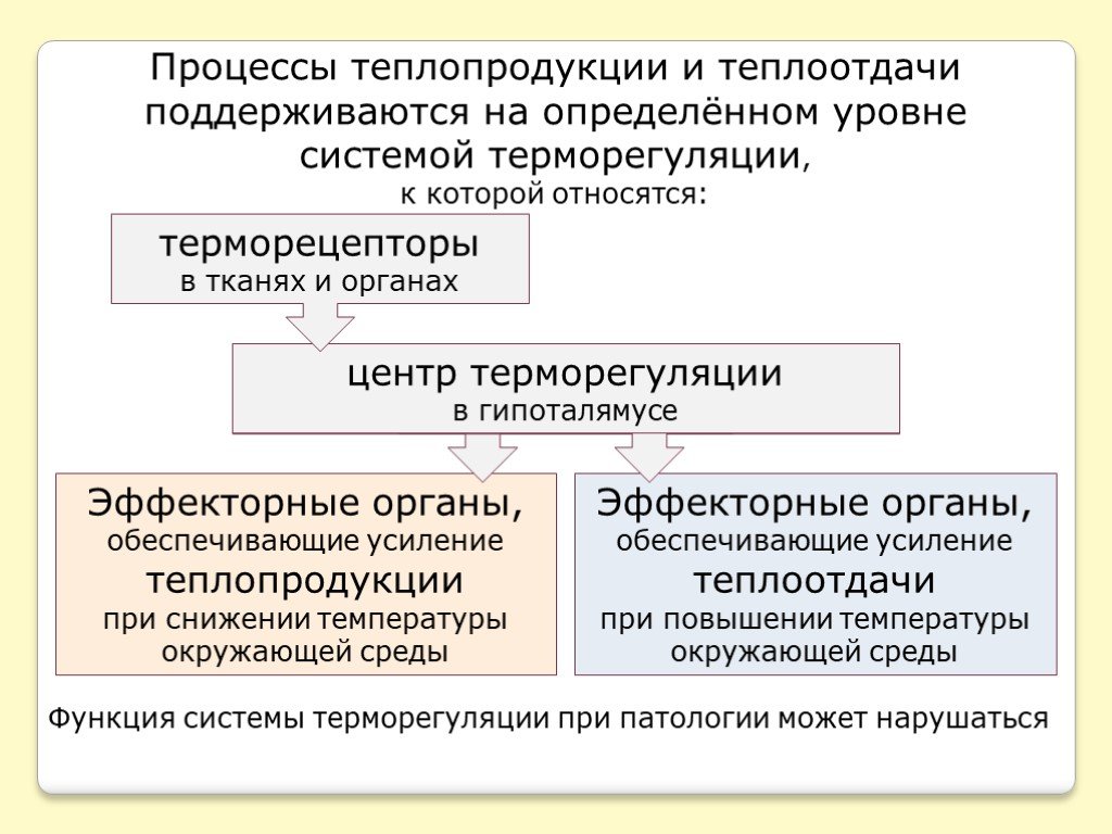 Продолжите схему терморегуляции повышение температуры окружающей среды