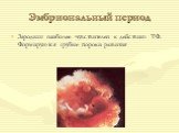 Эмбриональный период. Зародыш наиболее чувствителен к действию ТФ. Формируются грубые пороки развития