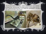 Музей динозавров в Москве – один из крупнейших естественно – исторических музеев мира. История данного музея берет отсчет еще со времен Кунсткамеры, где собирались диковинные находки, в том числе и останки динозавров.
