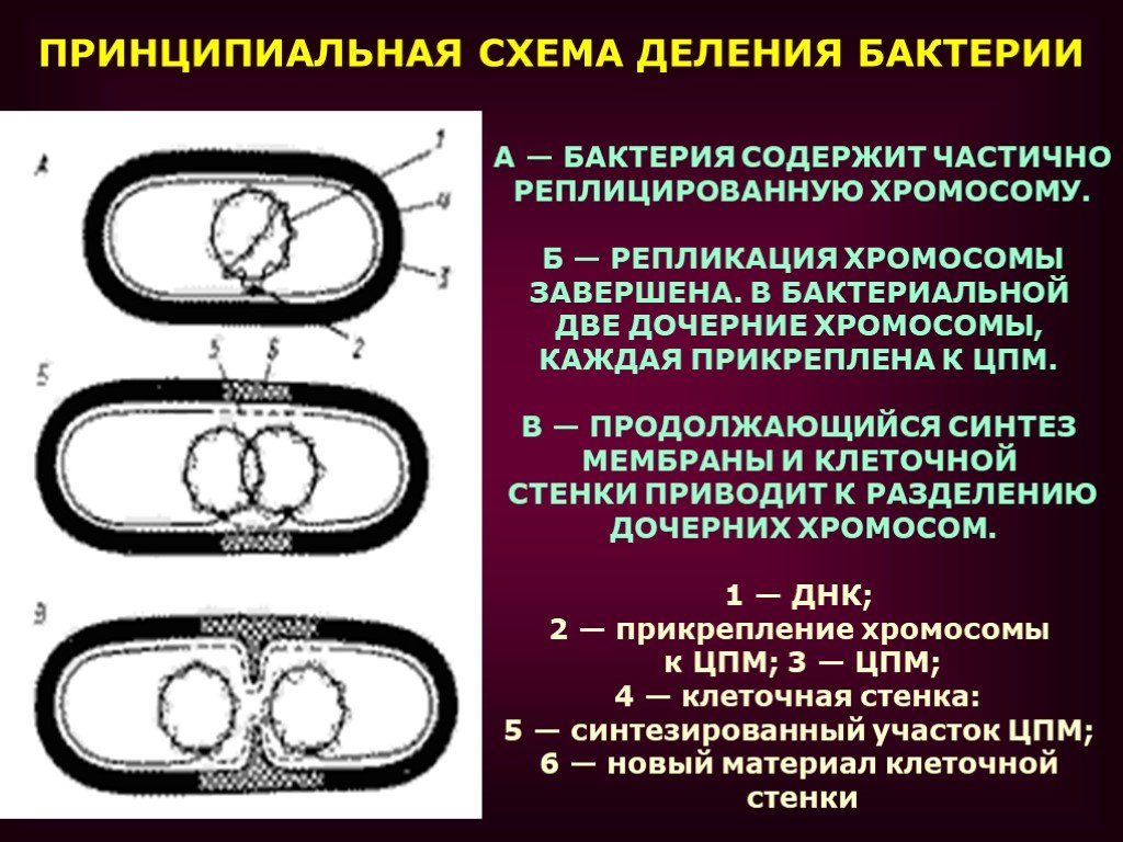 Кольцевая хромосома 2. Механизм деления кольцевых хромосом бактерий. Деление бактериальной клетки. Мнзпнтзм деления бактериальной клетки. Репликация бактериальной хромосомы.