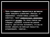 Пути попадания паразитов в организм: через предметы домашнего обихода, от зараженных членов семьи, домашних животных, через кровососущих насекомых, разносятся мухами. На своих лапках они собирают огромное количество разной нечисти. Достаточно вспомнить, что мы их можем увидеть на гниющих продуктах, 