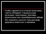 Чтобы удержаться в тканях организма, глисты обладают специальными органами: присосками, плоскими крючочками или своеобразными зубами. Эти паразиты наносят сильный вред здоровью животных и человека.