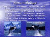 Киты – Убийцы! Чёрно–белые киты-убийцы, или касатки, весят более пяти тонн. Эти самые быстрые из всех водоплавающих млекопитающих запросто догоняют пингвина. Кровожадные великаны охотятся целыми стаями и даже проламывают льдины, чтобы внезапно напасть и получить своё любимое лакомство.