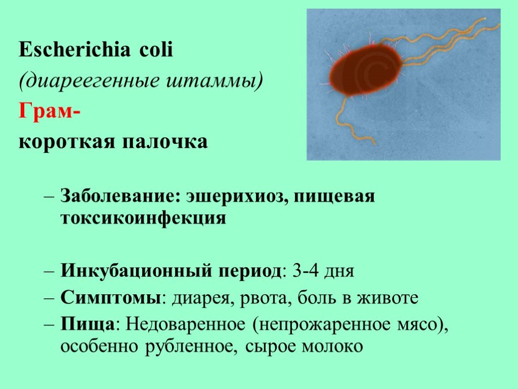 Кишечная палочка вызывает заболевания. Инфекции, вызываемые Escherichia coli. Палочка эшерихия коли симптомы. Кишечная палочка Escherichia coli симптомы.