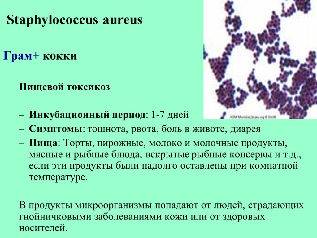 1 staphylococcus aureus. Грамположительные кокки. Стафилококки.. Пищевая токсикоинфекция стафилококк. Стафилококк ауреус микроскоп. Патогенные кокки. Грамположительные кокки.