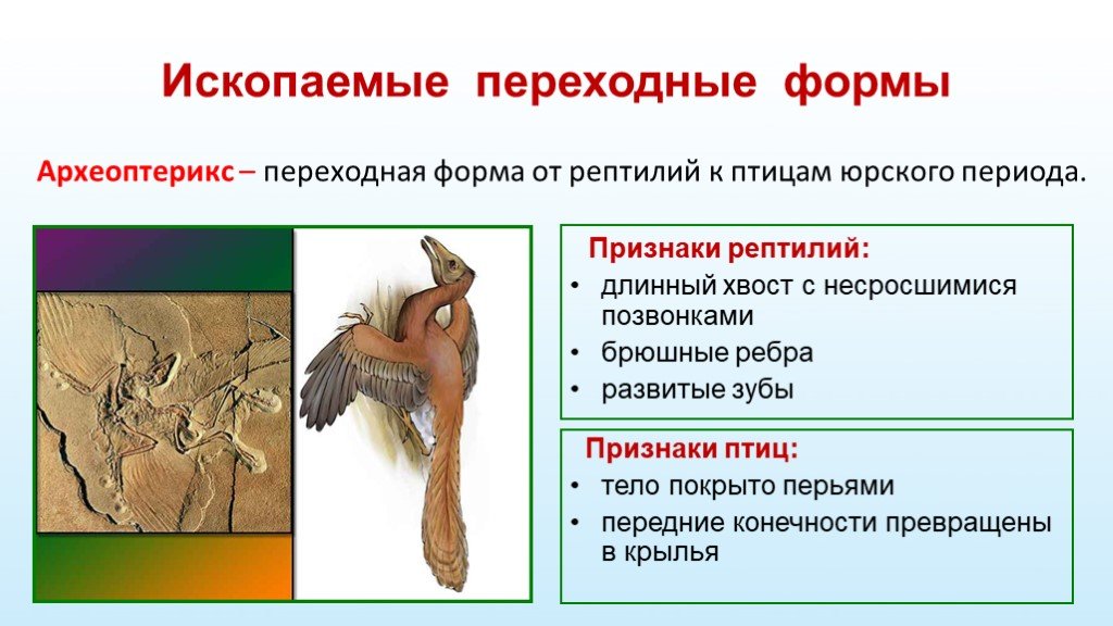 Приведите 2 3 примера переходных. Переходные формы Археоптерикс. Археоптерикс переходная форма между пресмыкающимися и птицами. Доказательство что Археоптерикс это переходная форма. Археоптерикс промежуточная форма.