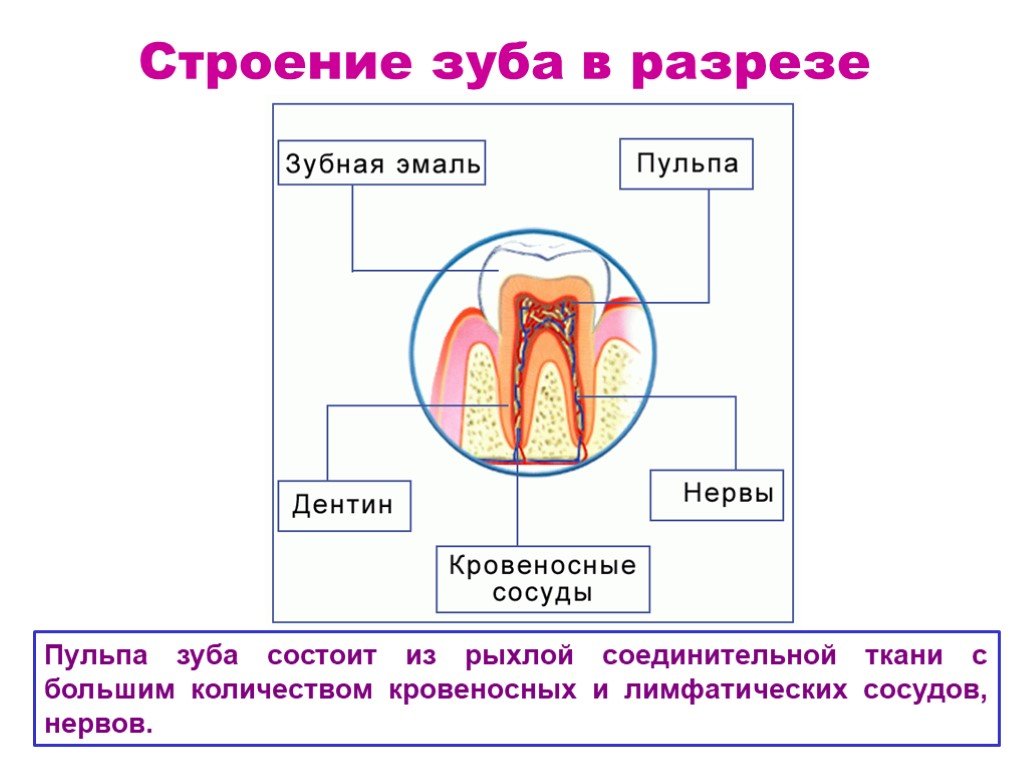 Строение пульпы презентация