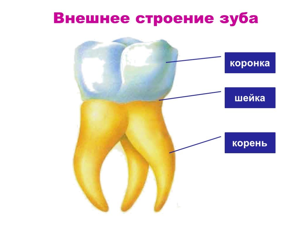 Зуб человека рисунок