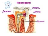 Повторим! Эмаль Десна Дентин Пульпа