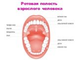 Ротовая полость взрослого человека