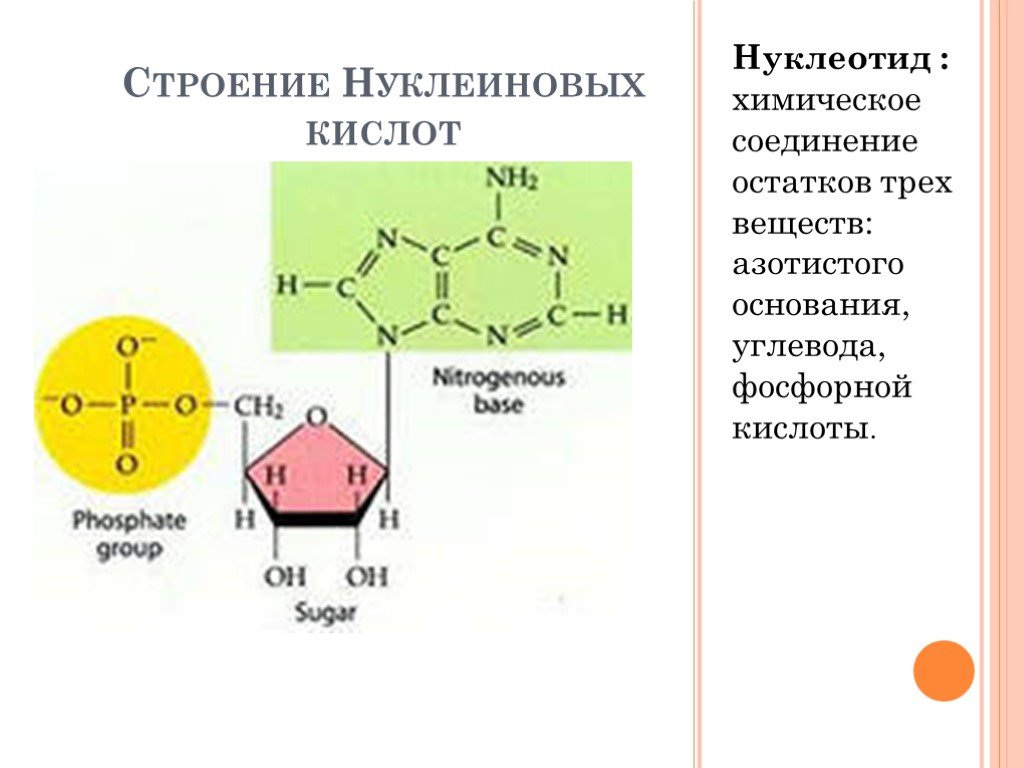 8 нуклеиновые кислоты. Нуклеиновые кислоты строение нуклеотида. Строение нуклеиновых кислот. Строение и свойства нуклеиновых кислот и нуклеотидов. Строение нуклеиновых кислот биология.