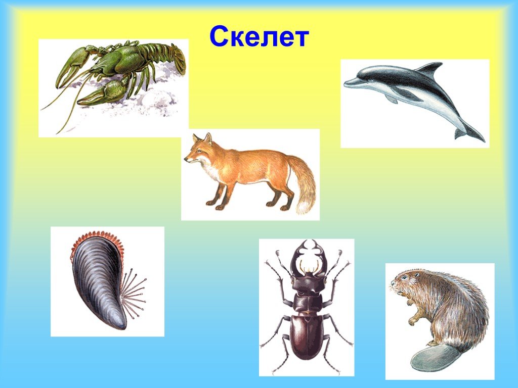 Наружный скелет. Наружный скелет животных. Наружный скелет у живот. Животные имеющие наружный скелет. Животные с наружным скелетом.