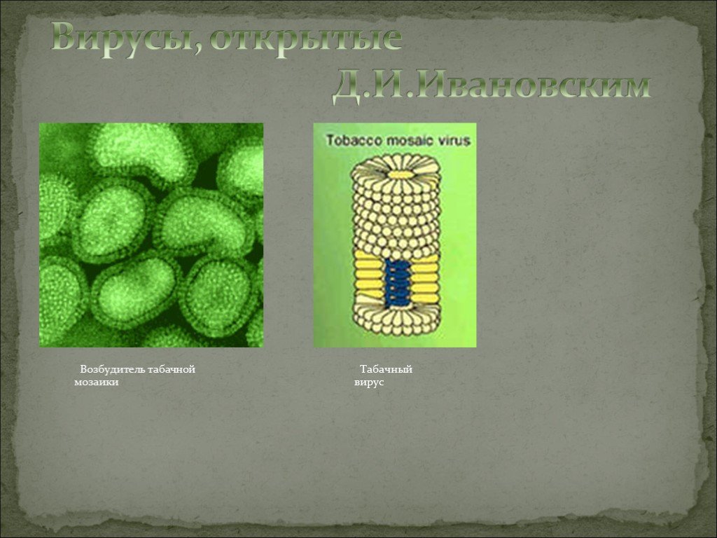 Мозаика биология