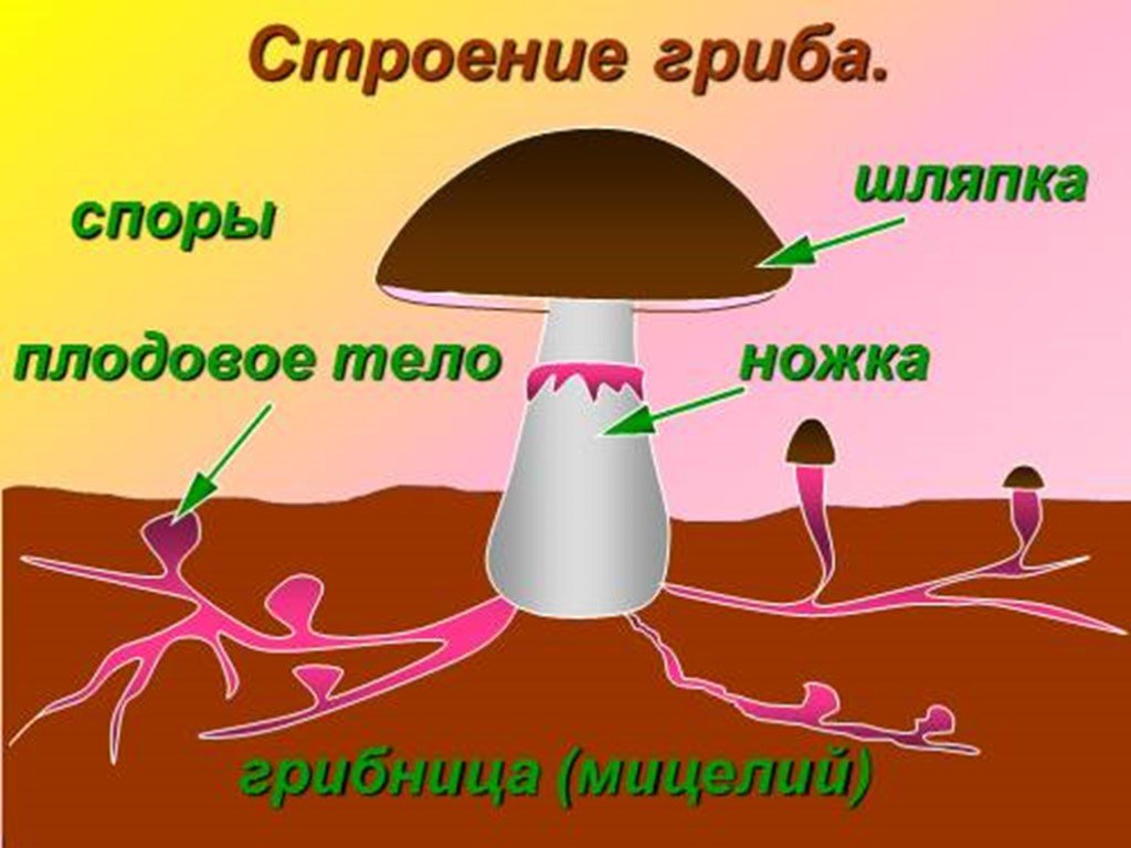 Плодовое царство. Схема плодовое тело шляпочного гриба. Схема строения шляпочного гриба. Строение шляпочного гриба мицелий. Строение шляпочного гриба 5 класс.