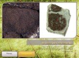 Веррукария чернеющая. Развивается на поверхности камней в виде зеленовато-коричневой или коричнево-черной корочки со сплошной или ячеисто-потрескавшейся поверхностью. Следующий