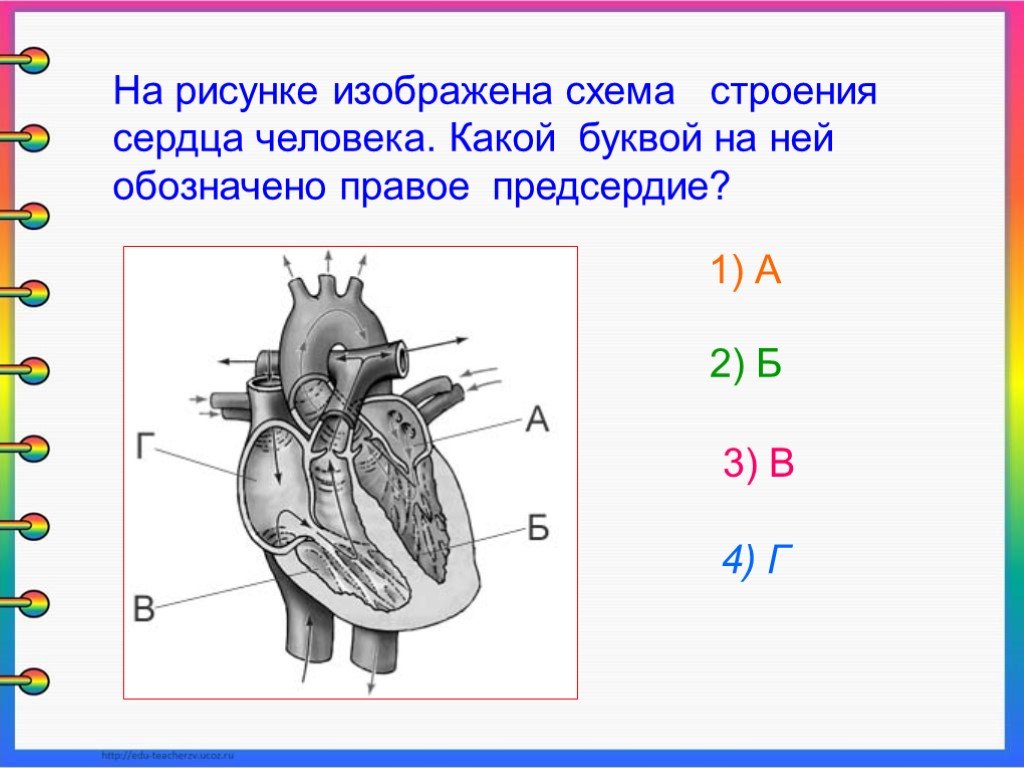 Какая структура сердца человека изображена на рисунке