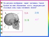 На рисунке изображен череп человека. Какой буквой на нем обозначена кость, защищающая слуховую зону коры головного мозга?