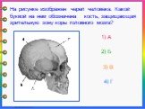 На рисунке изображен череп человека. Какой буквой на нем обозначена кость, защищающая зрительную зону коры головного мозга?