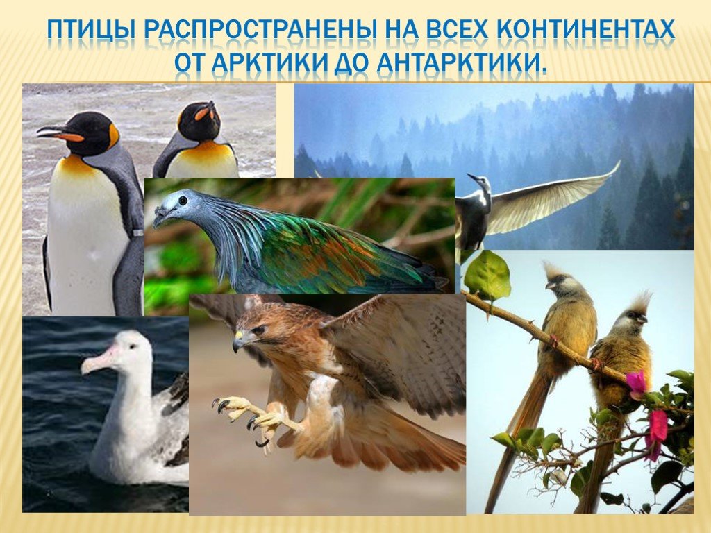 Птицы континентов. Самый теплокровные животные в мире. Объясните почему птицы теплокровные животные. Какой Континент похож на птицу.