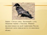 Ворон - Corvus corax. Величиной с утку. Оперение черное с блеском. Широко распространен на всей территории России. Довольно легко определяется по внешнему облику.