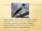 Серая ворона - Corvus cornix. Величина и облик общеизвестны. Голова, крылья и хвост черные, остальное оперение темно-серое. Широко распространена в России. От других крупных врановых отличается серой окраской.