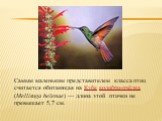Самым маленьким представителем класса птиц считается обитающая на Кубе колибри-пчёлка (Mellisuga helenae) — длина этой птички не превышает 5,7 см.