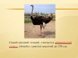 Самой крупной птицой, считается африканский страус (Struthio camelus) высотой до 270 см.