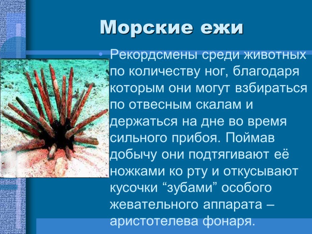 Морские ежи презентация