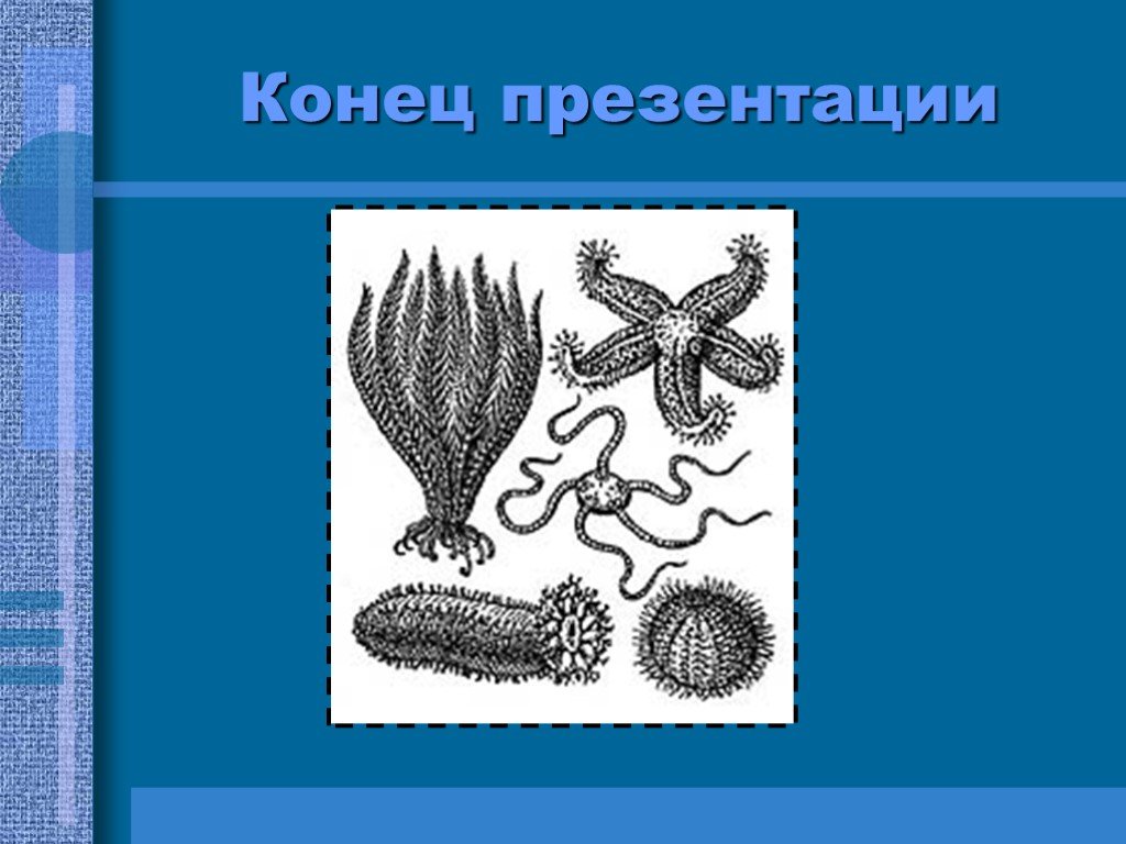 Презентация на тему иглокожие 7 класс биология