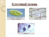 Клеточный уровень. Хлорелла- одноклеточная зелёная водоросль. Нейроны Клетки лука