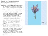 Семейство КАСАТИКОВЫЕ— IRIDACEAE Шафран красивый Crocus speciosus Sieb. Исчезающий малоазийско-кавказский вид. Растение от 10 до 40 см высоты. Листья в числе 2— 4 развиваются после цветения и к следующей весне достигают значительных размеров, до 40 см длины и 6— 8 мм ширины. Края листовой пластинки 