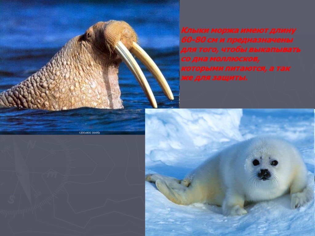 Какую длину имеют животные. Животные России проект по географии. Моллюсков которым лакомятся моржи. Для чего нужны клыки моржу.