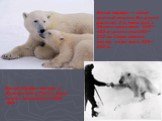 Белый медведь — самый крупный хищник. Его длина достигает 3 м, масса до 1 т. Обычно самцы весят 400—450 кг; длина тела 200—250 см. Самки заметно мельче, их вес всего 200—300 кг. Белый медведь занесен в Красную книгу России. Охота на него запрещена с 1956 года.