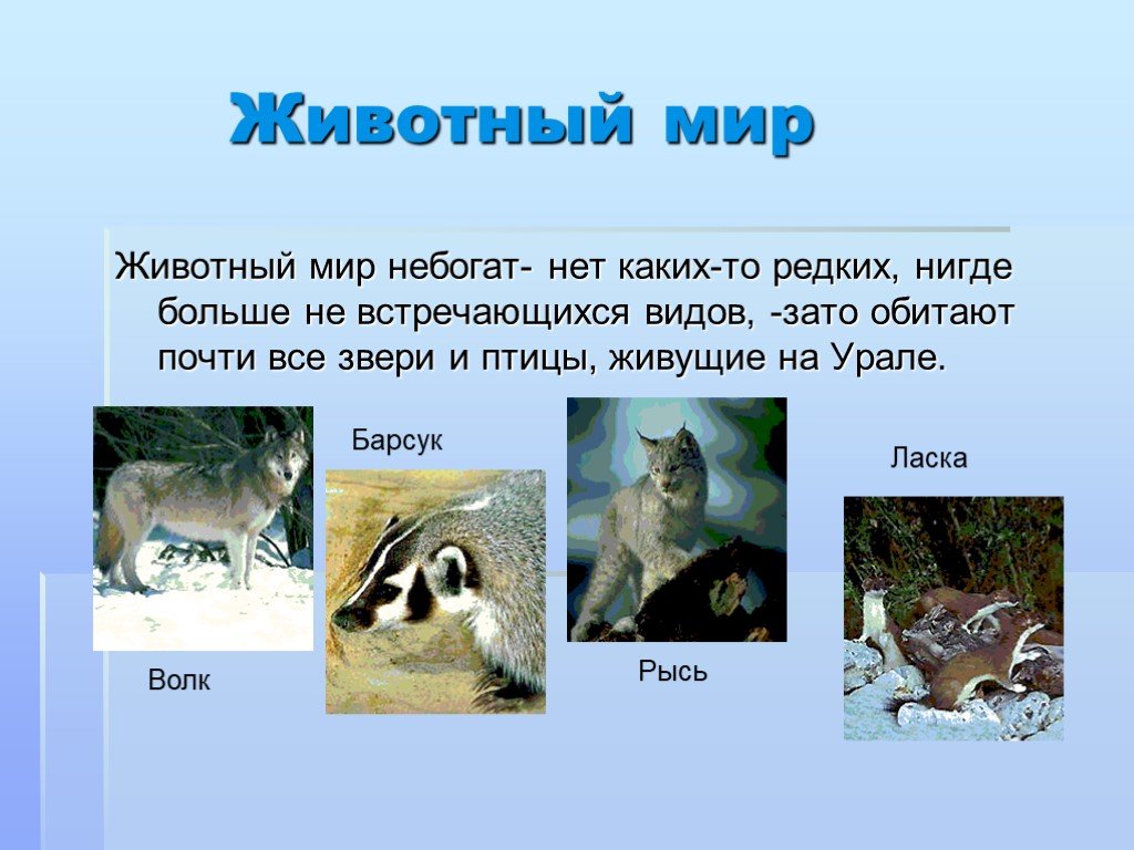 Какие звери находятся. Животный мир Челябинской области. Животные Южного Урала. Животные живущие на Урале. Животные которые обитают на Урале.