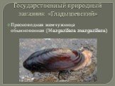 Государственный природный заказник «Гладышевский». Пресноводная жемчужница обыкновенная (Мargarifera margarifera)