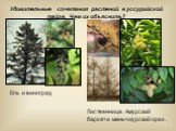 Удивительные сочетания растений в уссурийской тайге. Чем их объяснить? Ель и виноград. Лиственница. Амурский бархат и маньчжурский орех.