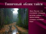 Леса России- это глухомань ельников, величие дубрав, и пропитанные солнцем сосновые боры. Типичный облик тайги