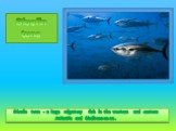 Bluefin tuna - a large migratory fish in the western and eastern Atlantic and Mediterranean. Bluefin tuna