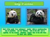 Most of the panda is an endangered species with an ever-decreasing size of population and low birthrate, both in the wild and in captivity for the content. Scientists suggest that in the wild there are about 1600 species. Big Panda