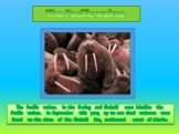 The Pacific walrus. In the Bering and Chukchi seas inhabits the Pacific walrus. In September this year, up to 200 dead walruses were found on the shore of the Chukchi Sea, north-west coast of Alaska. The Pacific walrus